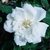 White semi-double rose flower.