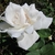 White semi-double rose flower.
