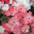 Flowers of Coral 'NOAla'