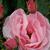 Rosa 'The Fairy'