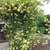 Sprawling shrub with yellow rose flowers