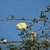 Long arching stem with yellow rose flowers