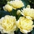 cluster of yellow rose flowers