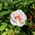 Flower - Wake Co., NC