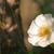 Rosa laevigata
