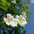 Rosa laevigata