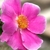 Single, pink rose flower.