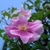 Single, pink rose flower.