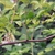 Stems and leaves of this rose.