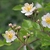 Single white rose flowers with leaves behind them.