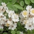clusters of single white rose flowers.