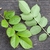 View of compound leaves upper and lower surfaces.