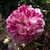 Red and white double flower