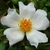 A single white rose with five petals.