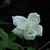 Rose flower with white petals in May in Rome, Italy