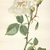 Herbarium Illustration - New York Botanical Gardens