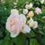 Rosa 'AUSleap' SWEET JULIET