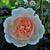 Rosa 'AUSperd'