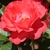 A dark pink, semi-double rose.