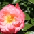 A dark pink, semi-double rose.