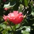 A dark pink, semi-double rose.