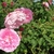 a pair of fully double medium pink roses.