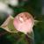 Flower bud