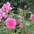 Rosa 'BUCbi'