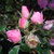Flower buds