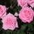 Several pink, fully double roses