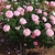 A rounded shrub bearing many, pink, fully double roses