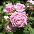 Several pink, fully double roses