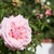 A large, pink, fully double rose
