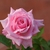Closeup of flowers with bunched pink petals