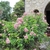 Complete bush with green leaves and pink flowers