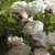 Clusters of white, fully double rose flowers.