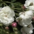 Clusters of white, fully double rose flowers.