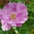 Flower top view with light to dark pink petals in June