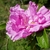 Flower side view with light to dark pink petals in June