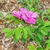 Flower side view with dark pink petals and green leaves in June