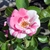 Pink and cream double rose