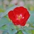Small, dark red, fully double rose.