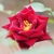Small, dark red, fully double rose.