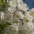Clusters of white, semi-double roses.