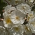 Clusters of white, semi-double roses.