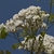Clusters of white, semi-double roses.