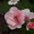 Flower and bud