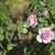 This is a pink rose is a disease resistant rose