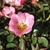 Single pink rose flower.
