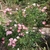 Shrub with single pink rose flowers.